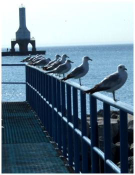 Seagulls on the Pier