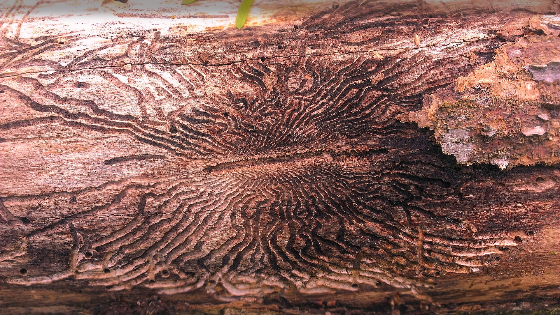 Emerald Ash Borer